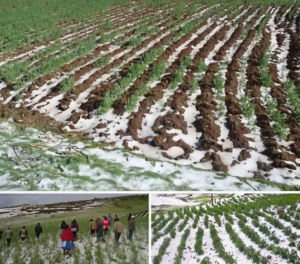 517937478_1248597056719686_3332260953572225076_n-Artguru