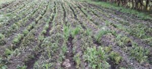 596733765_1403544484980830_1742971434503130775_n