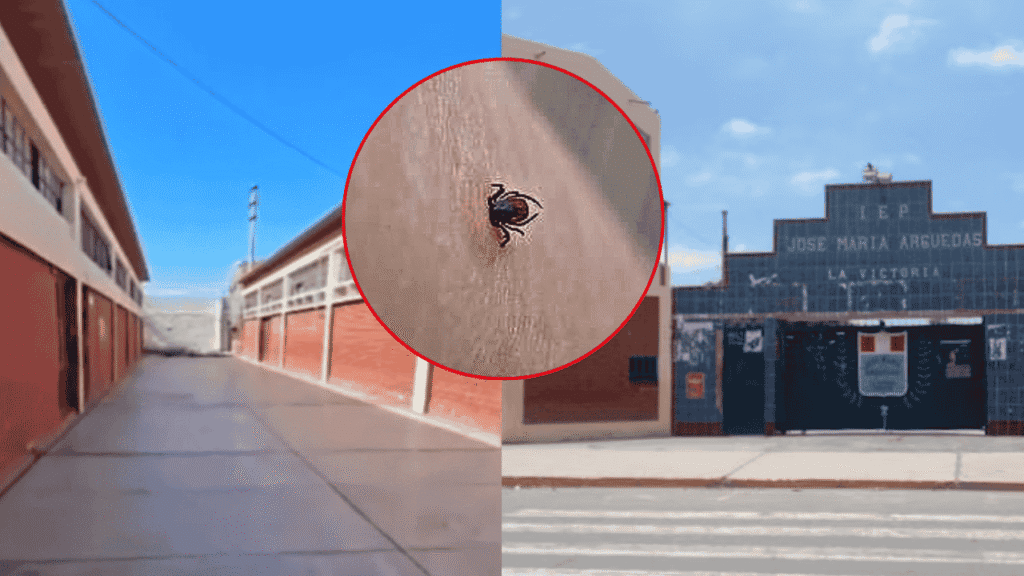 Chiclayo: Ineficacia sanitaria expone a 2.300 alumnos por rebrote de garrapatas