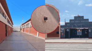 Chiclayo: Ineficacia sanitaria expone a 2.300 alumnos por rebrote de garrapatas