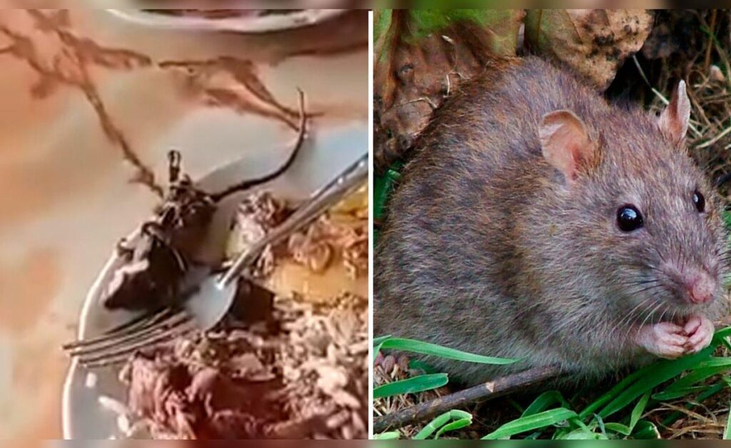 Ruta Pativilca-Huaraz: Hallazgo de rata en restaurante ‘Chino’ lo vendían como cuy
