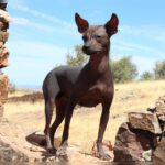 Castillo de Huarmey: El perro sin pelo como símbolo de poder y sacrificio Wari