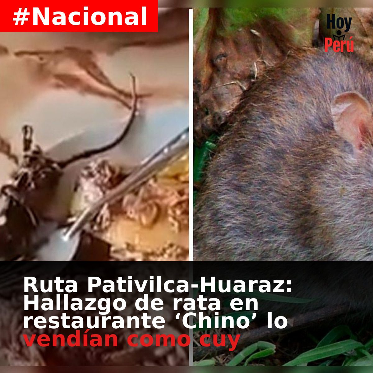Ruta Pativilca-Huaraz: Hallazgo de rata en restaurante 'Chino' lo ...