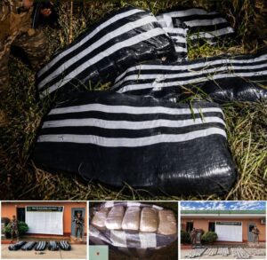 Chaglla: Incautan más de 200 kilos de marihuana en operativo sin detenidos
