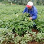 Advierten presencia de nueva plaga que amenaza producción de la papa en Huánuco
