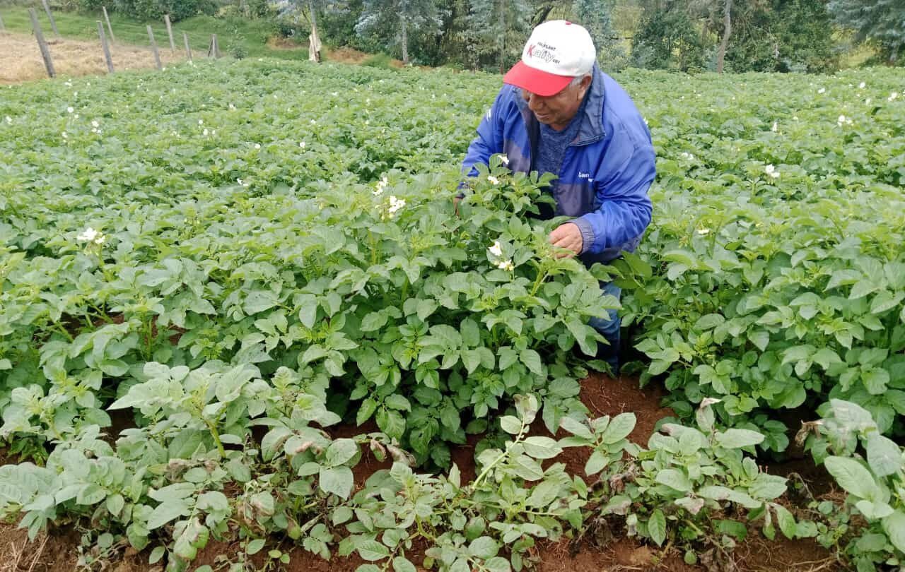 Advierten presencia de nueva plaga que amenaza producción de la papa en Huánuco