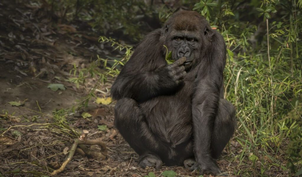 Compartimos casi el 99% del ADN con chimpancés y gorilas, pero una diferencia en nuestro cartílago podría explicar por qué sufrimos más artrosis