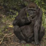 Compartimos casi el 99% del ADN con chimpancés y gorilas, pero una diferencia en nuestro cartílago podría explicar por qué sufrimos más artrosis
