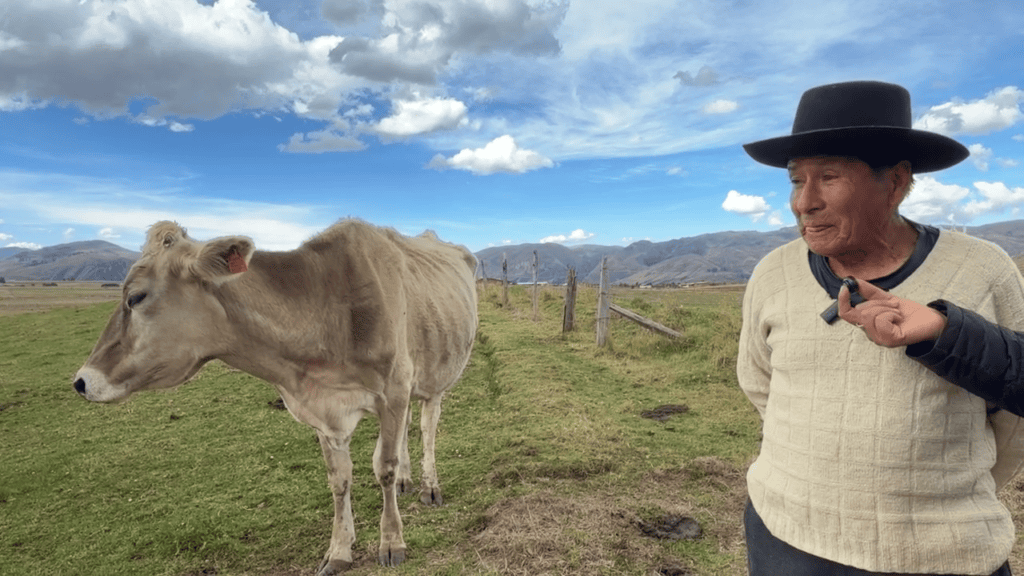 Por sequía, producción de leche cae a la mitad en Huánuco Pampa, ganaderos piden ayuda