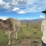 Por sequía, producción de leche cae a la mitad en Huánuco Pampa, ganaderos piden ayuda