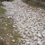 Huánuco: mueren decenas de vacas por falta de agua y pastos