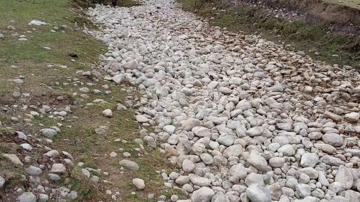 Huánuco: mueren decenas de vacas por falta de agua y pastos